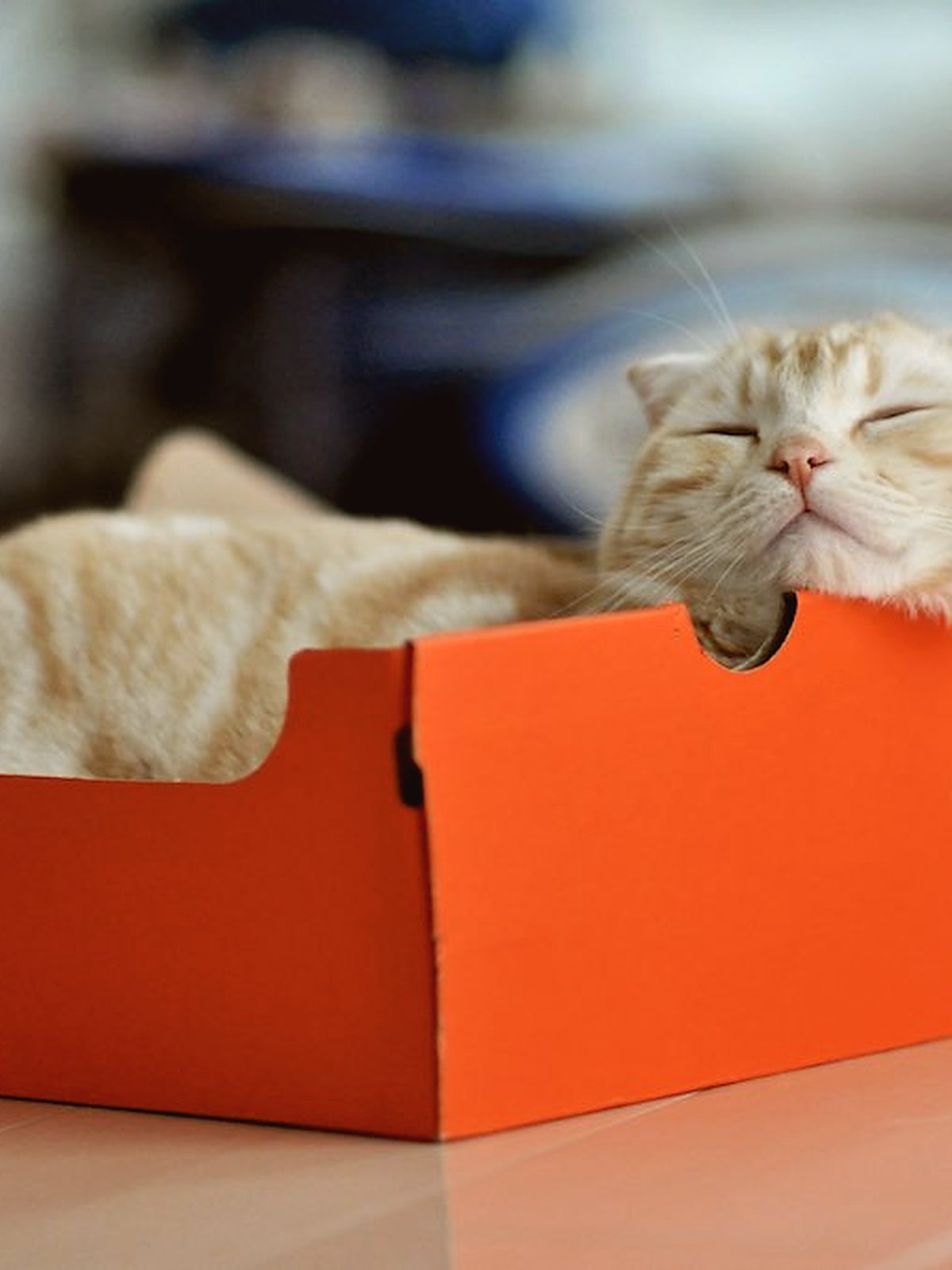 A cat asleep on a sofa