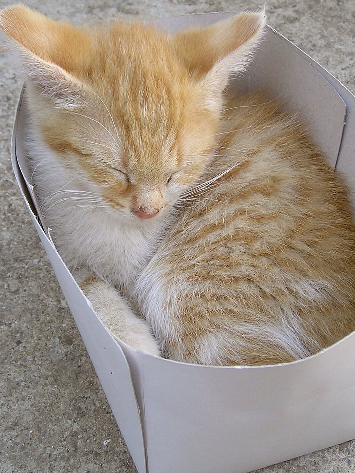 A ginger kitten curled up inside a cardboard box