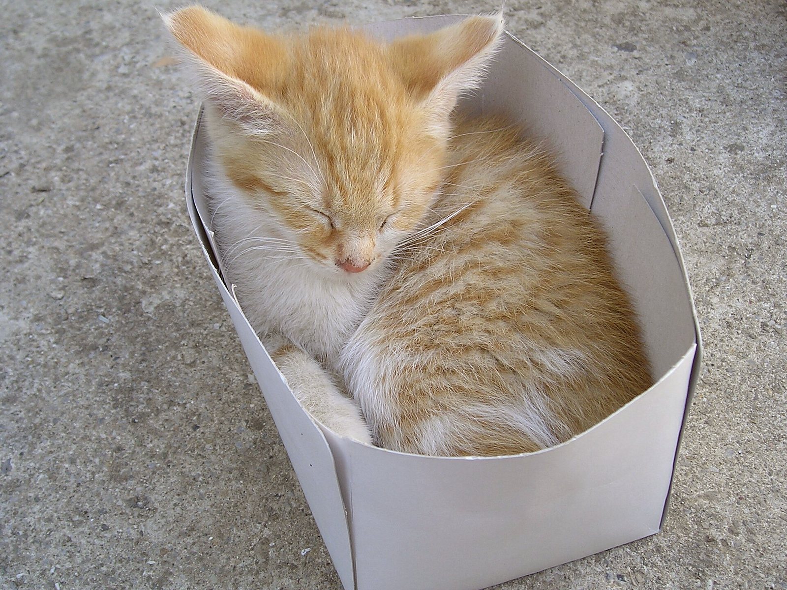 A kitten settled in a cardboard box