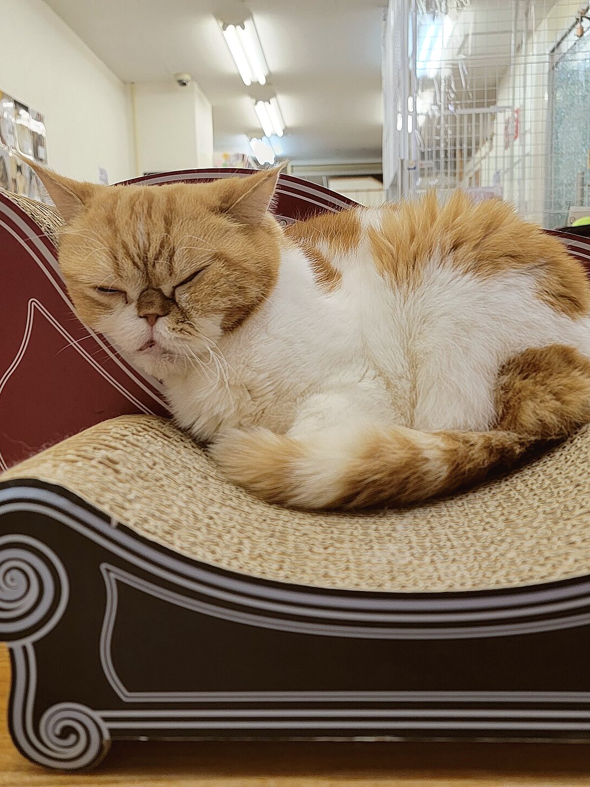 Two cats resting on a scratching lounger