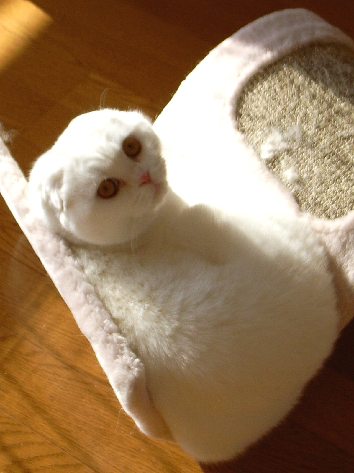 A cat stretched out on a scratching surface