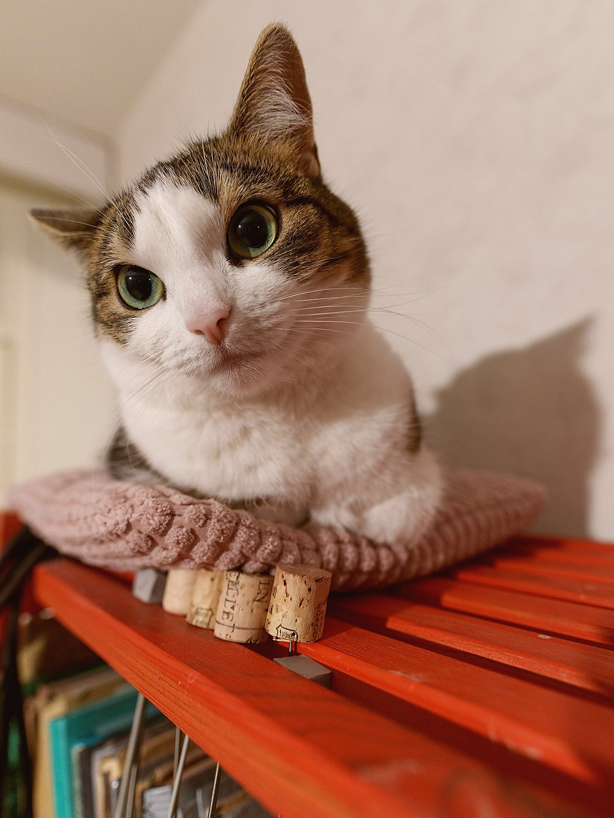 A cat settled in an open box