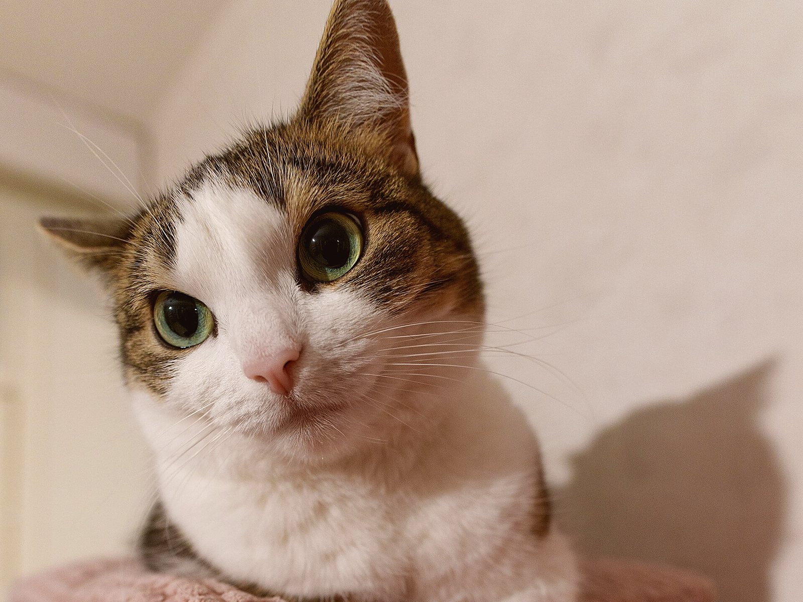 A cat on a windowsill in the morning