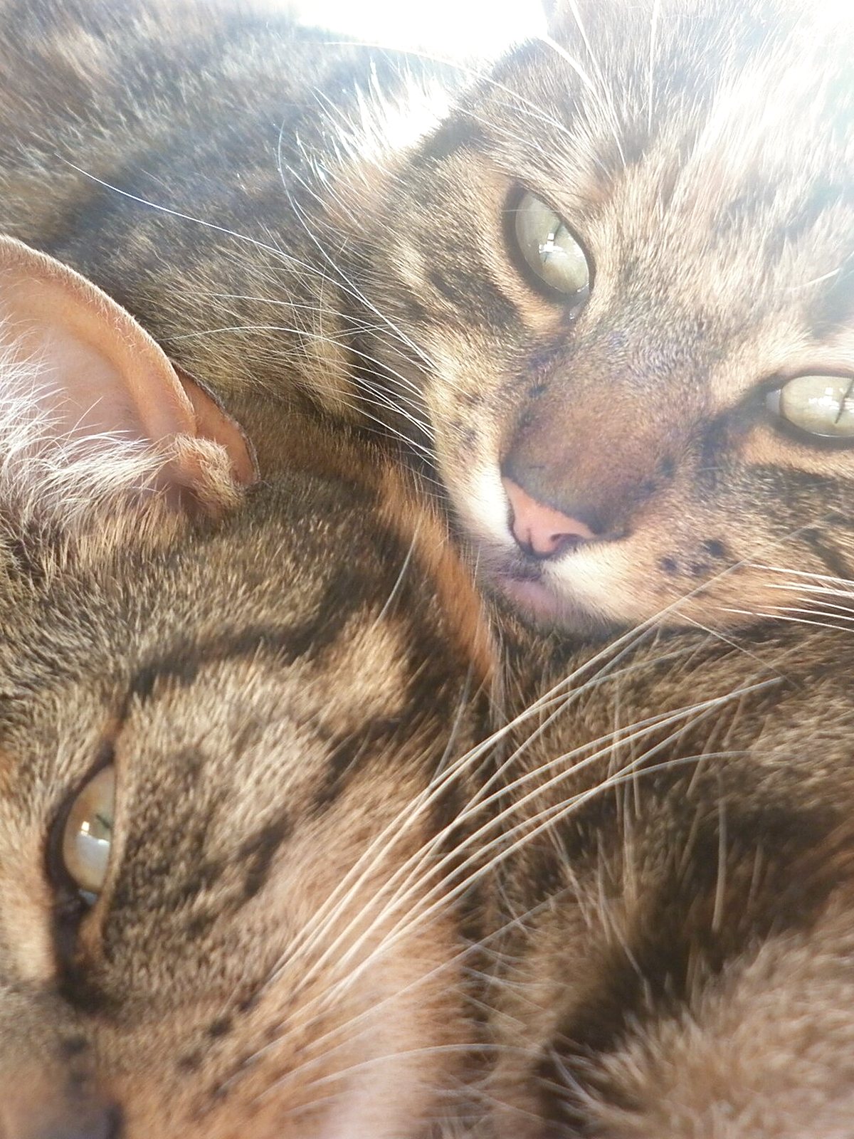 Two cats resting together